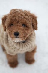 Pudel als Welpe im Schnee im Winter mit Hundepulli in der Kälte.