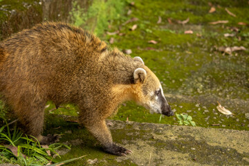 Fototapeta premium quati de perto