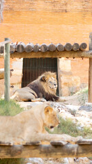 Lion