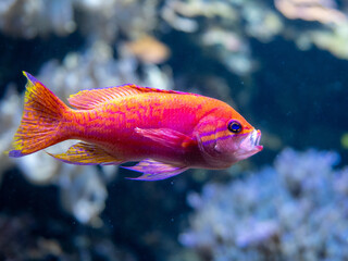 Obraz premium Lippfisch