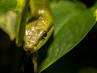 Gefleckte Strauchnatter