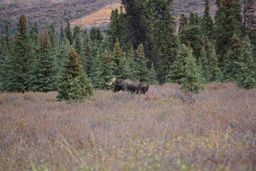 Bull Moose in national park  in Alaska