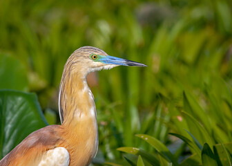 Squacco Heron, Ardeola ralloides