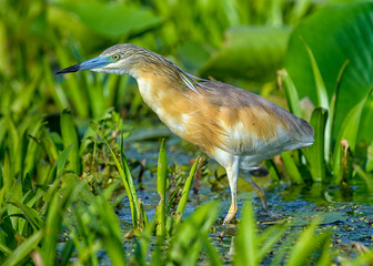 Squacco Heron, Ardeola ralloides