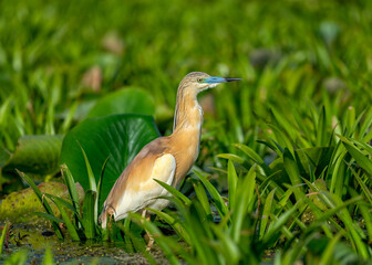 Squacco Heron, Ardeola ralloides