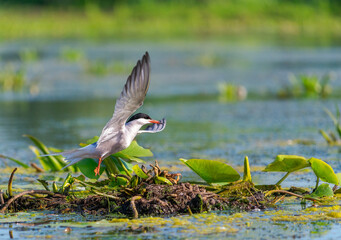 Whiskered Tern, Chlidonias hybrida, making the nest