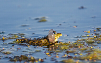 Green frog with its air sacs expanded
