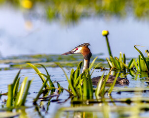 Greet Crested Grebe, Podiceps cristatus