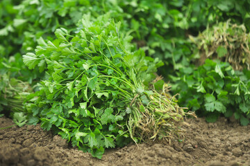 Fresh bunch of coriander leaves