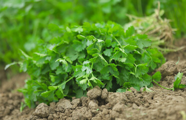 Fresh bunch of coriander leaves