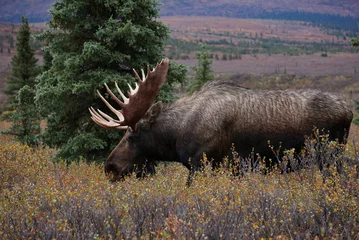 Photo sur Plexiglas Denali Moose Bull in National park Denali in Alaska