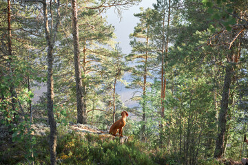Fototapeta Hungarian Vizsla in the forest at sunset. Dog in nature. Hiking with a pet in woods obraz
