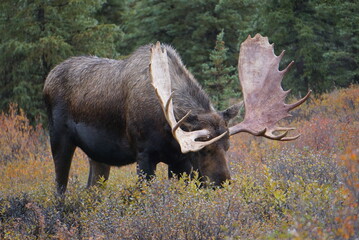 Bull Moose in national park  in Alaska