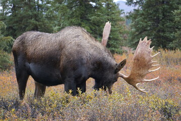 Moose Bull in National park Denali in Alaska