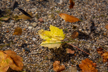 Bunte Herbstblätter auf der klaren Wasseroberfläche eines Sees