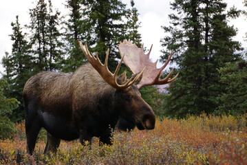 Moose bull in national park Denali in Alaska