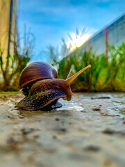 snail on the road