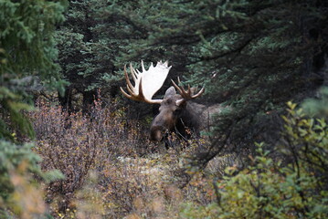 Moose Bull in National park Denali in Alaska