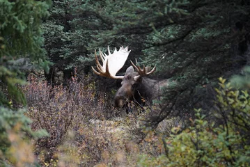 Crédence de cuisine en verre imprimé Denali Moose Bull in National park Denali in Alaska