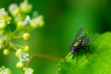 fly on leaf