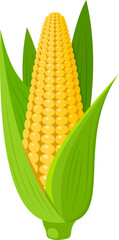 vector corn ear