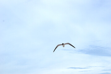 seagull in the sky