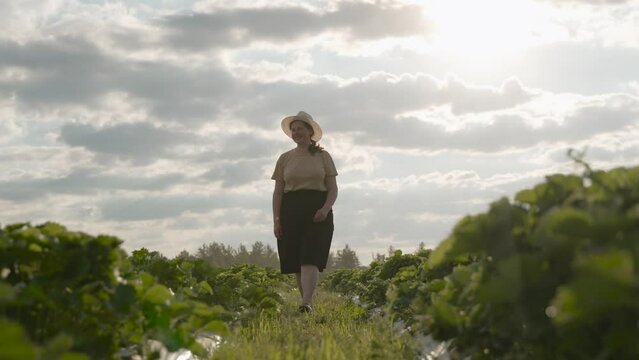 Simple overweight farmer in hat walks along furrow in strawberry field, slow motion. Woman smiles, examines berry fruit bushes and looks at camera, wide shot. Sunlight breaks through the clouds.