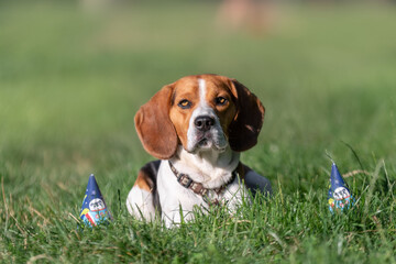 beagle dog in the grass