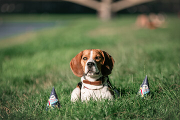 beagle dog in the grass