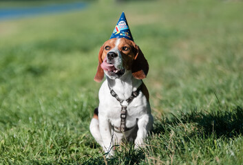 beagle in the grass