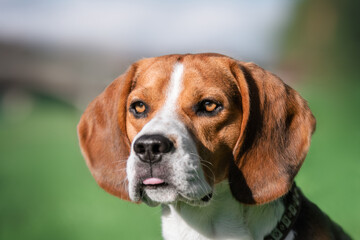 beagle dog portrait