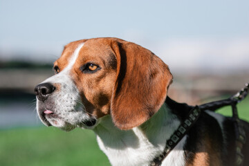 beagle dog portrait