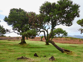 Laurisilva Trees in Fanal, Madeira, Portugal