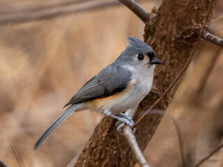 tufted titmouse perched in a tree
