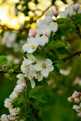 A blooming apple tree on the background of the setting golden sun. Spring