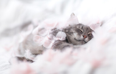 cute cat is lying on the bed and sleeping sweetly surrounded by pink feathers