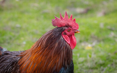 rooster on the eco-farm. Rooster in the village. The rooster has brown colour and green baclground. Close-up portrait
