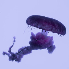 jellyfish in captivity