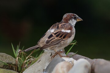 House sparrow, male standing on stones near bird water hole. Moravia. Czechia. 