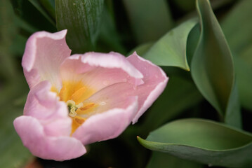 Fototapeta premium Pink tulips flowers in the garden