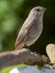 The black redstart - Phoenicurus ochruros, female stands on a stick. Moravia. Czechia.