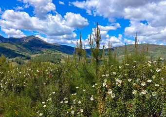 Trees in the mountains