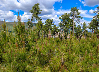Trees in the mountains
