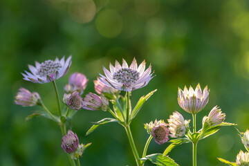 Blossom lilac astrantia flower on a green background close-up photo in summertime. Garden flower with pink petals macro photography in a sunny summer day.