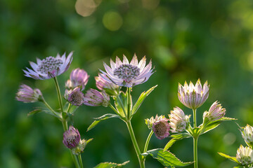 Blossom lilac astrantia flower on a green background close-up photo in summertime. Garden flower with pink petals macro photography in a sunny summer day.
