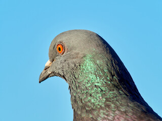 Portrait of an angry common pigeon. Columba livia