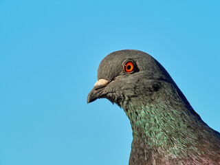 Portrait of an angry common pigeon. Columba livia