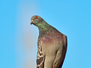 Portrait of an angry common pigeon. Columba livia
