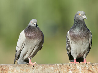Portrait of an angry common pigeon. Columba livia