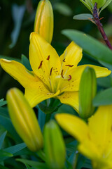 Blooming yellow lily in a summer sunset light macro photography. Garden lillies with bright orange petals in summertime, close-up photography. Large flowers in sunny day floral background.